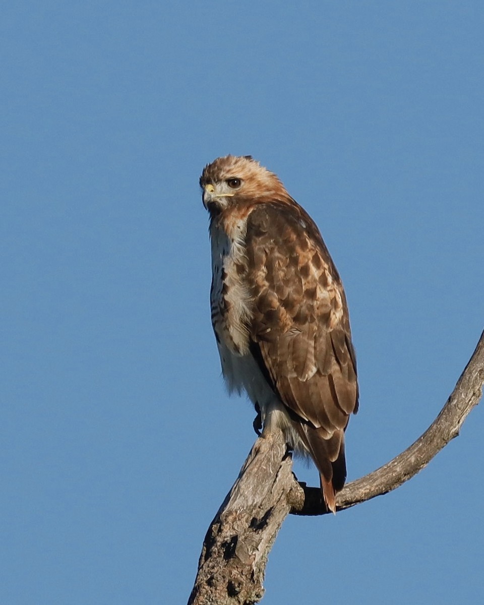 Red-tailed Hawk - ML623284332