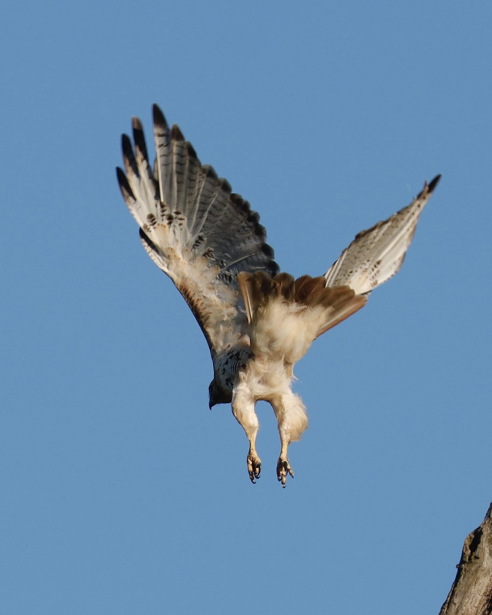 Red-tailed Hawk - ML623284333