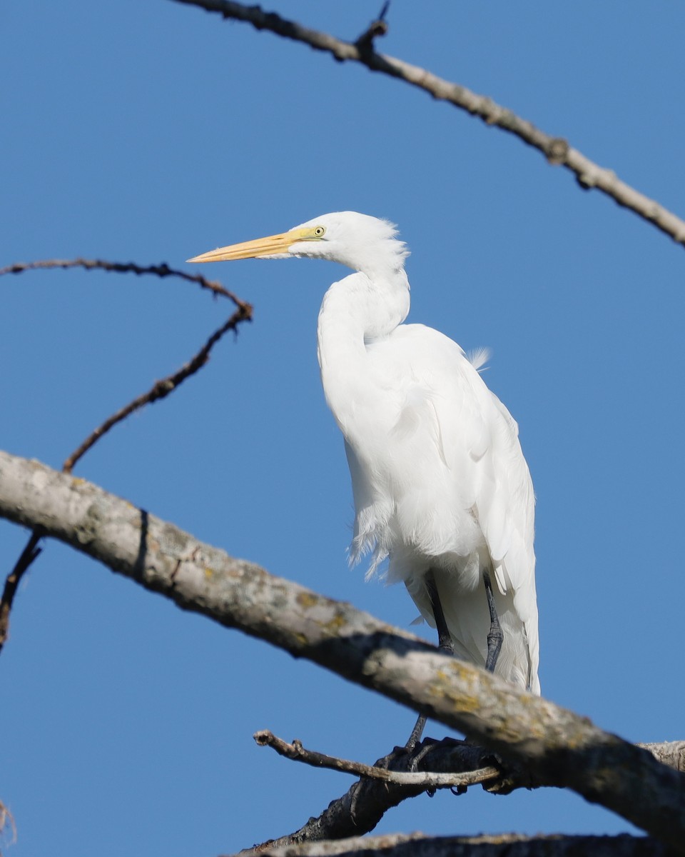 Great Egret - ML623284352