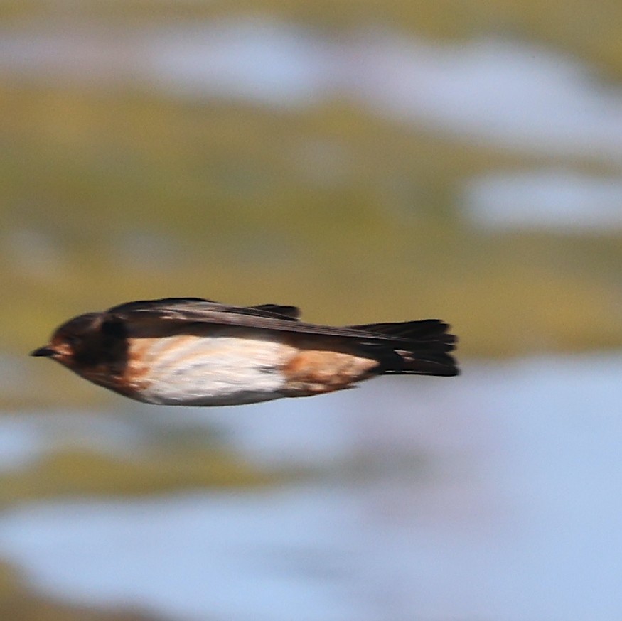 South African Swallow - ML623284361