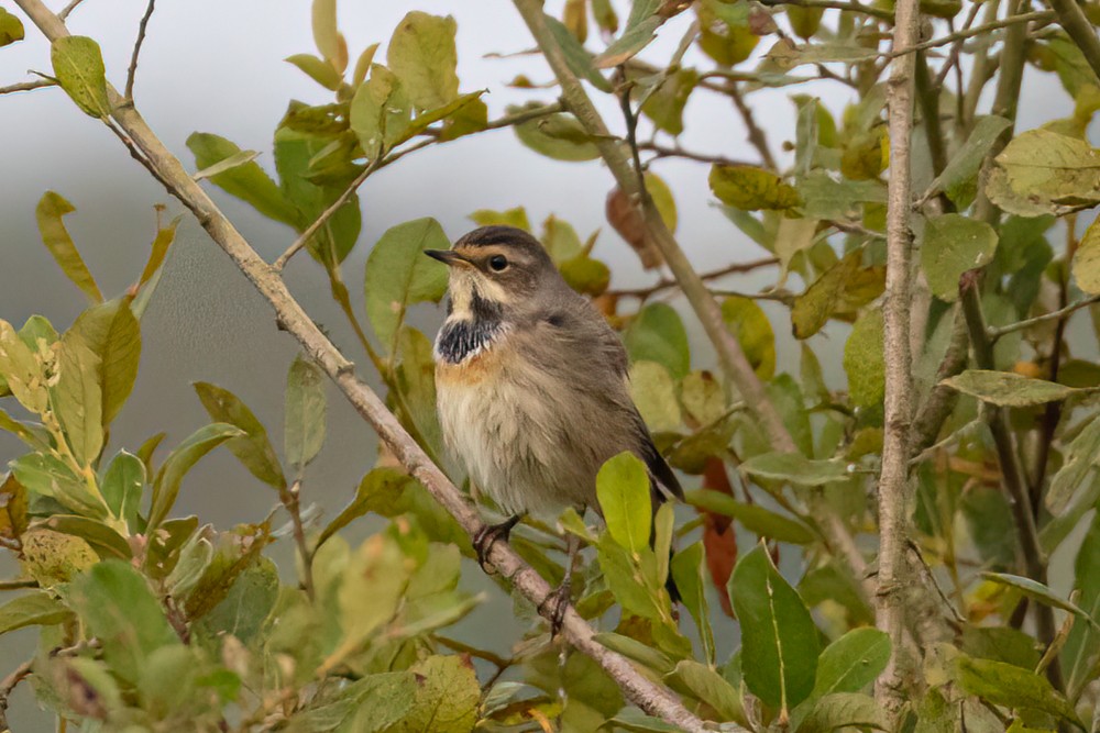 Bluethroat - Tristan ap Rheinallt