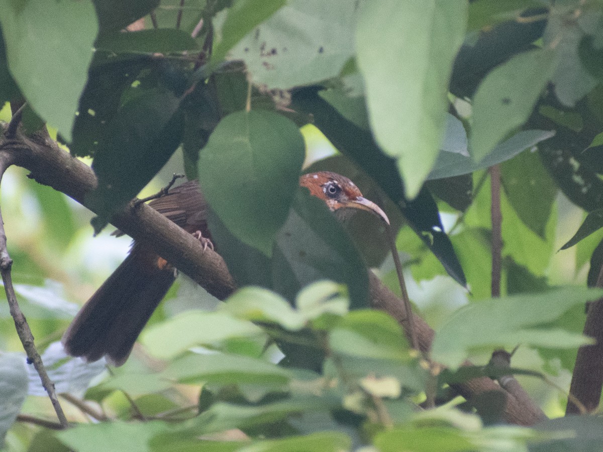 ホオアカマルハシ - ML623284369