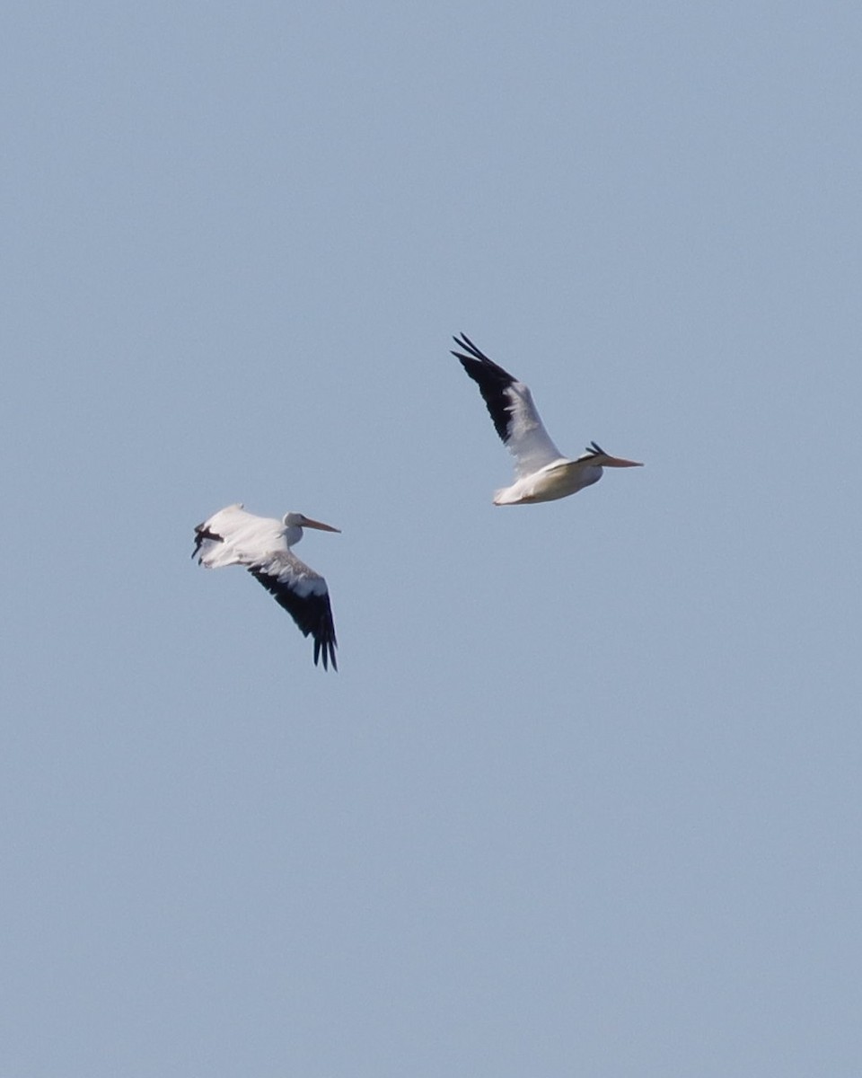 American White Pelican - ML623284392