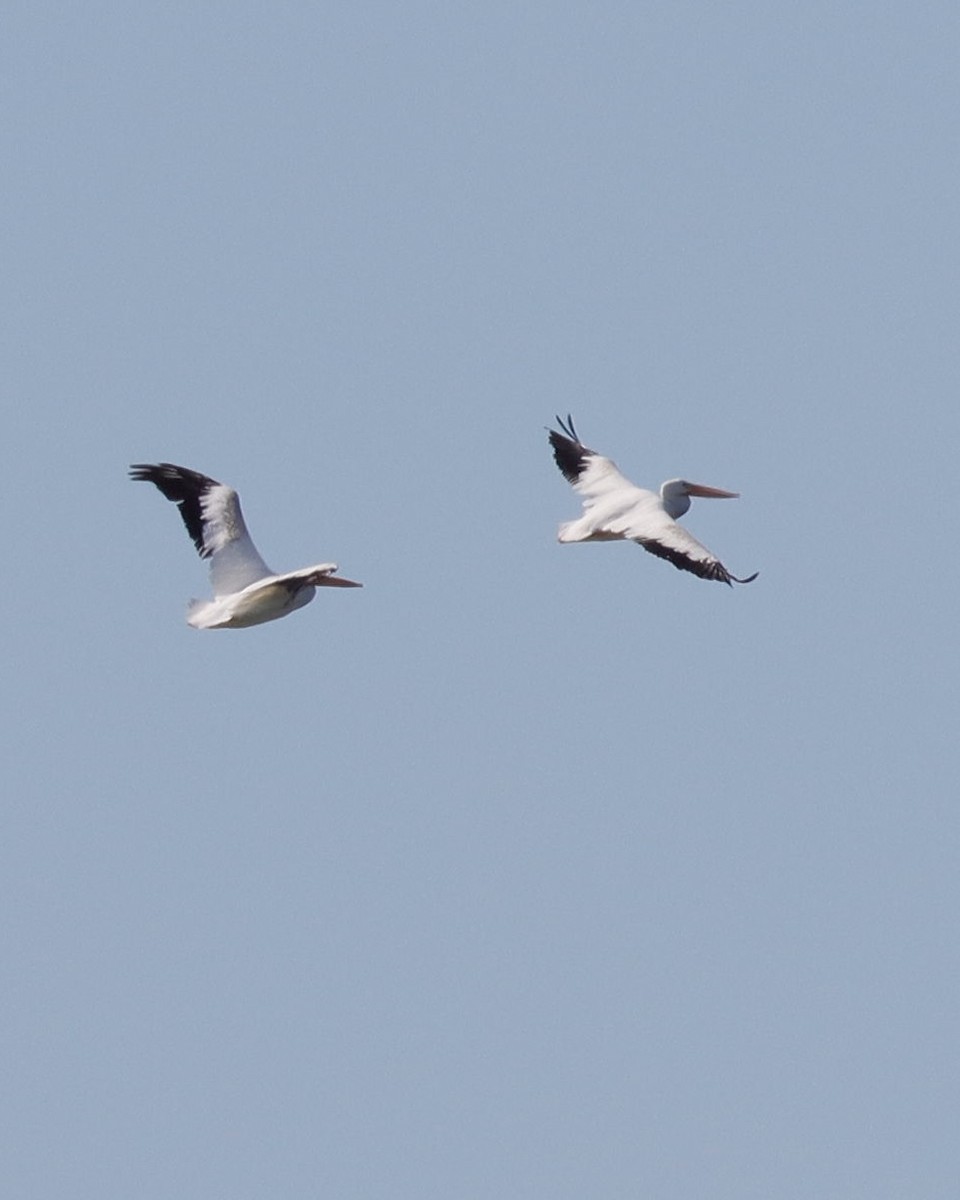 American White Pelican - ML623284393