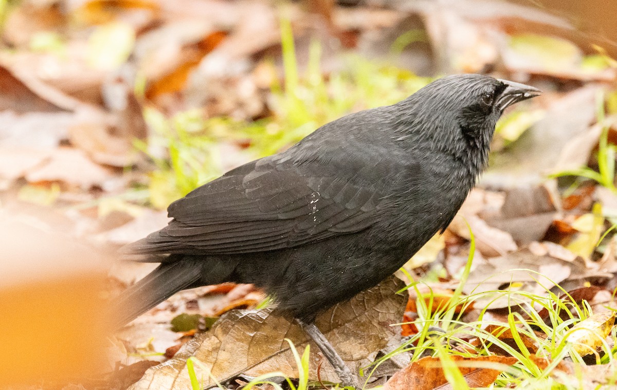 Chopi Blackbird - David Barton