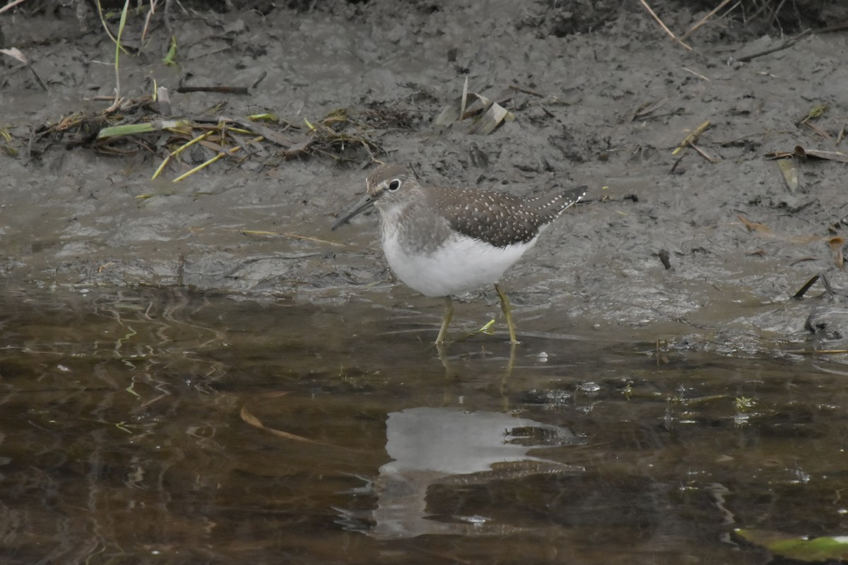 Solitary Sandpiper - ML623284444