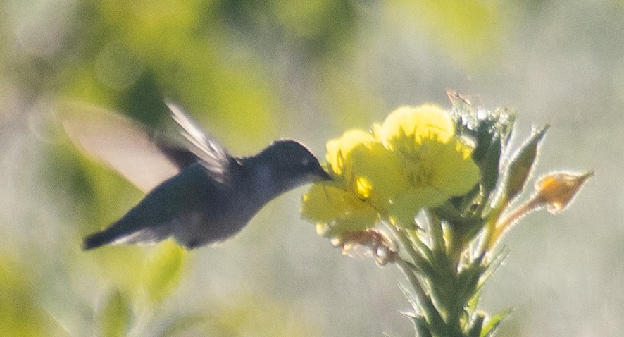 Ruby-throated Hummingbird - ML623284477