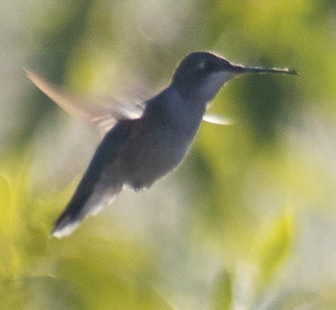 Ruby-throated Hummingbird - ML623284482