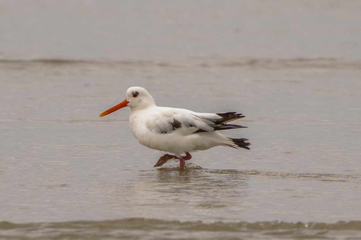 Eurasian Oystercatcher - ML623284568