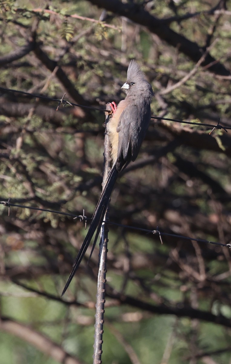 White-backed Mousebird - ML623284734