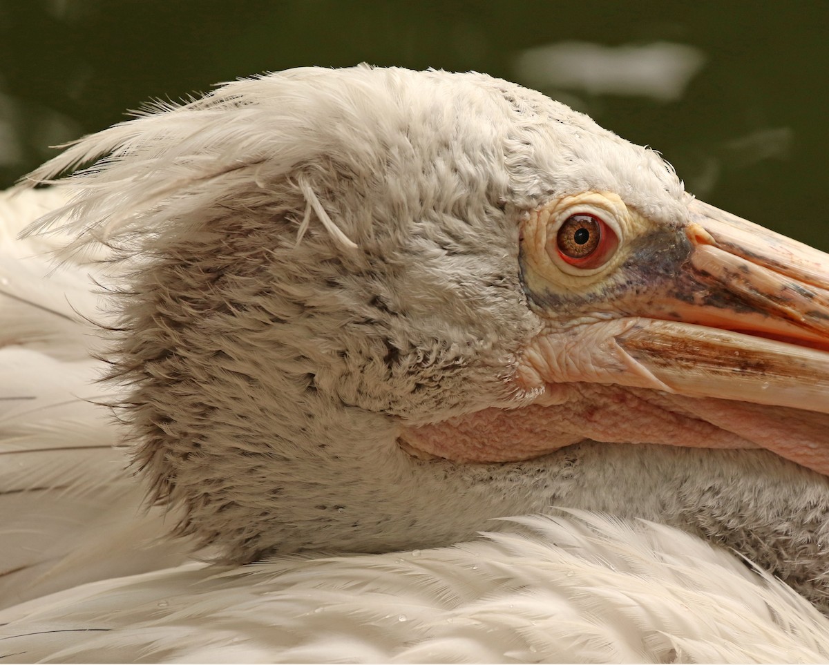 Spot-billed Pelican - ML623284741