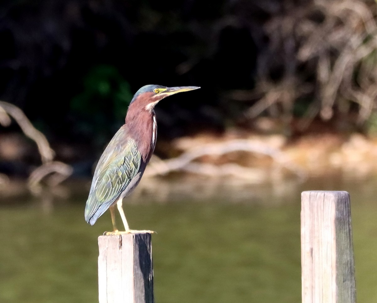 Green Heron - ML623284743