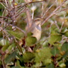 Bluethroat - ML623284744