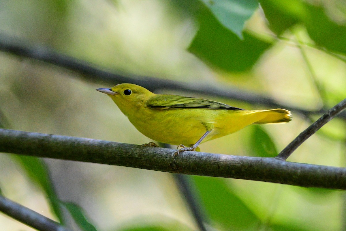 Yellow Warbler - ML623284750