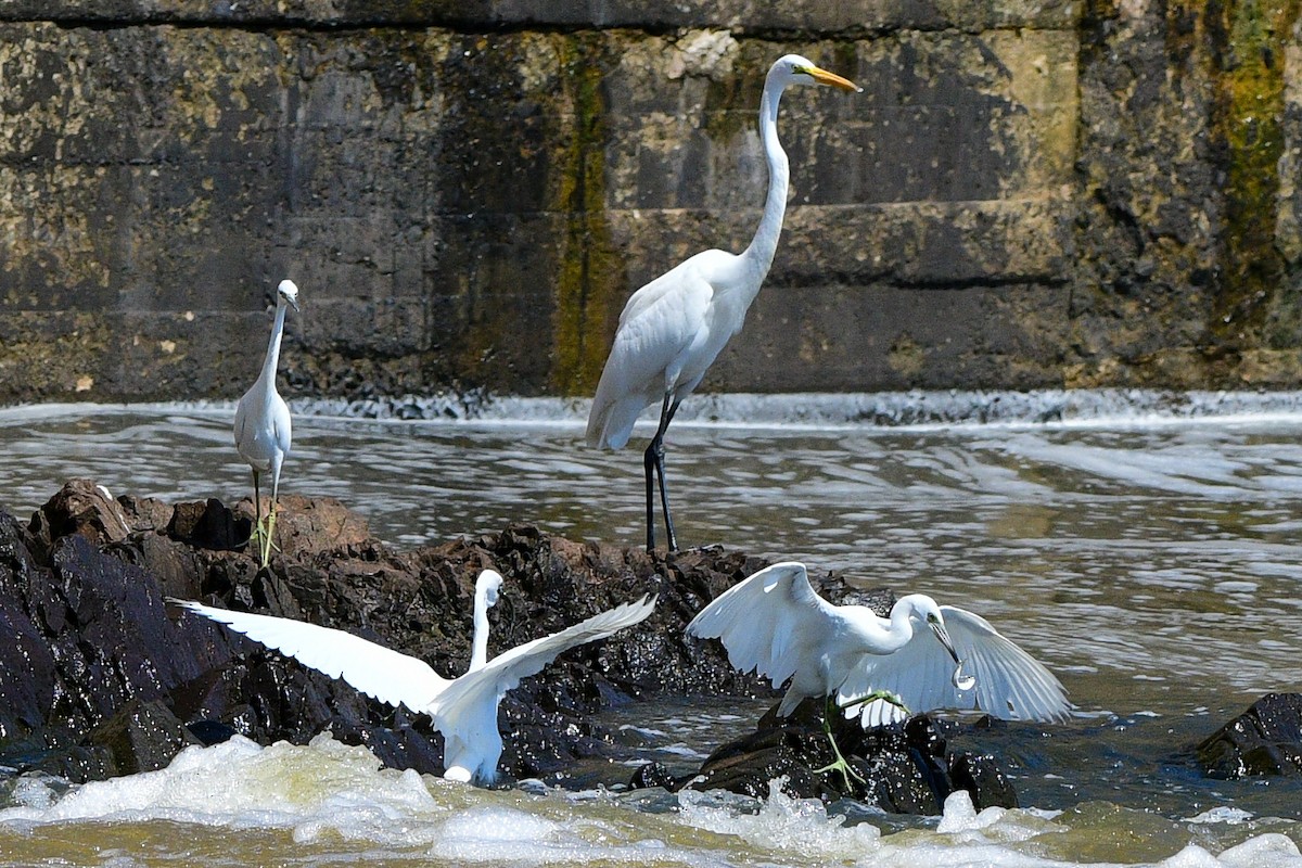 Little Blue Heron - ML623284755