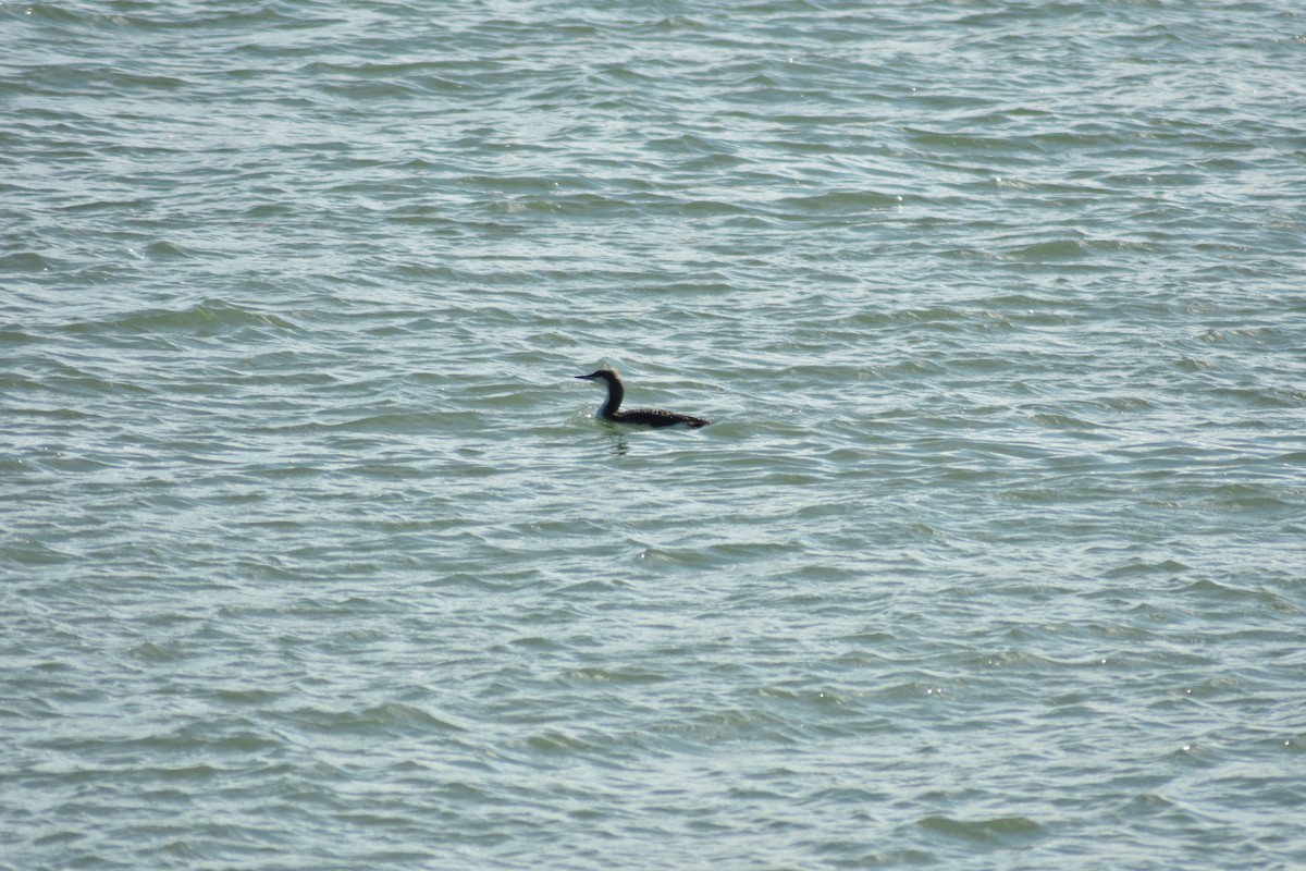 Arctic Loon - Beatriz Castaño