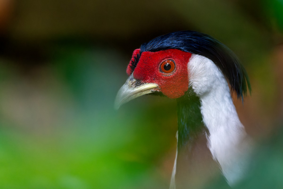 Silver Pheasant - ML623284769