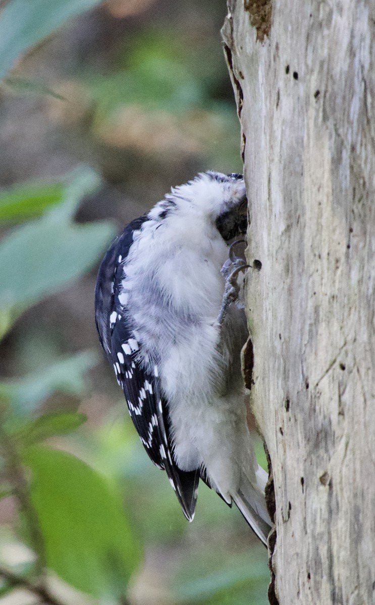 Hairy Woodpecker - ML623284775