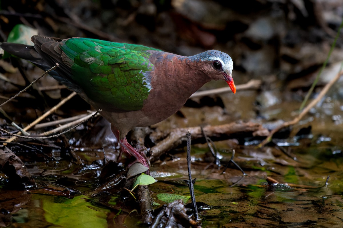Asian Emerald Dove - ML623284777