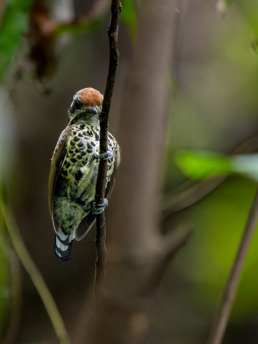 Speckled Piculet - ML623284792