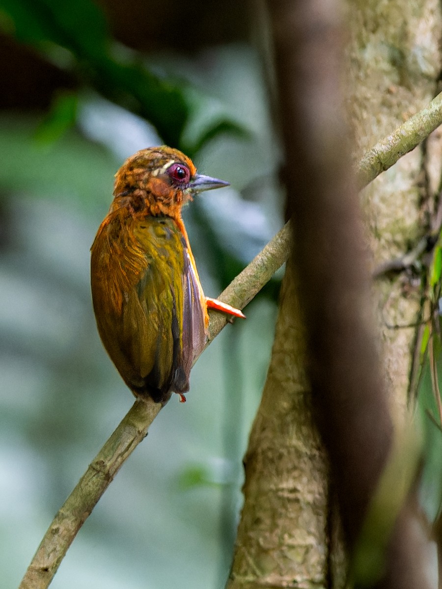 White-browed Piculet - ML623284793