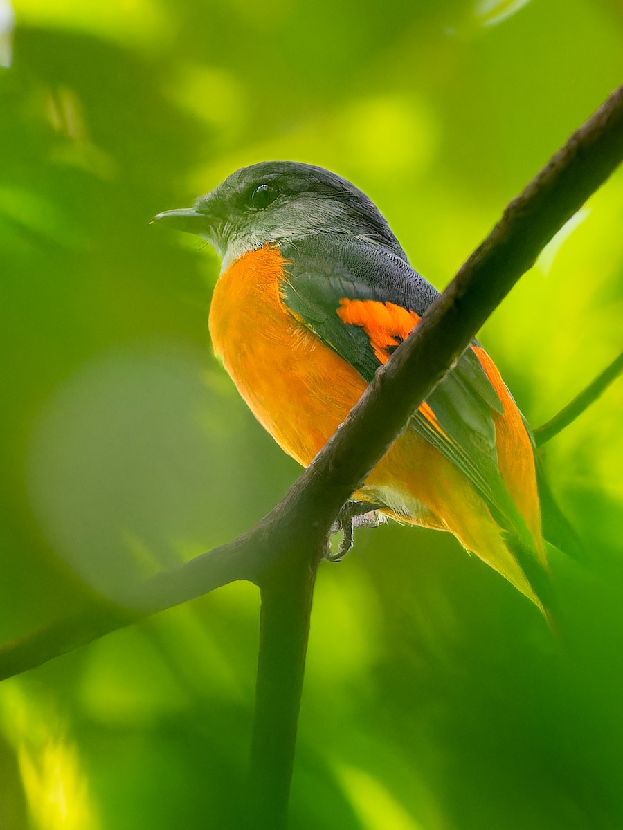 Gray-chinned Minivet - ML623284802