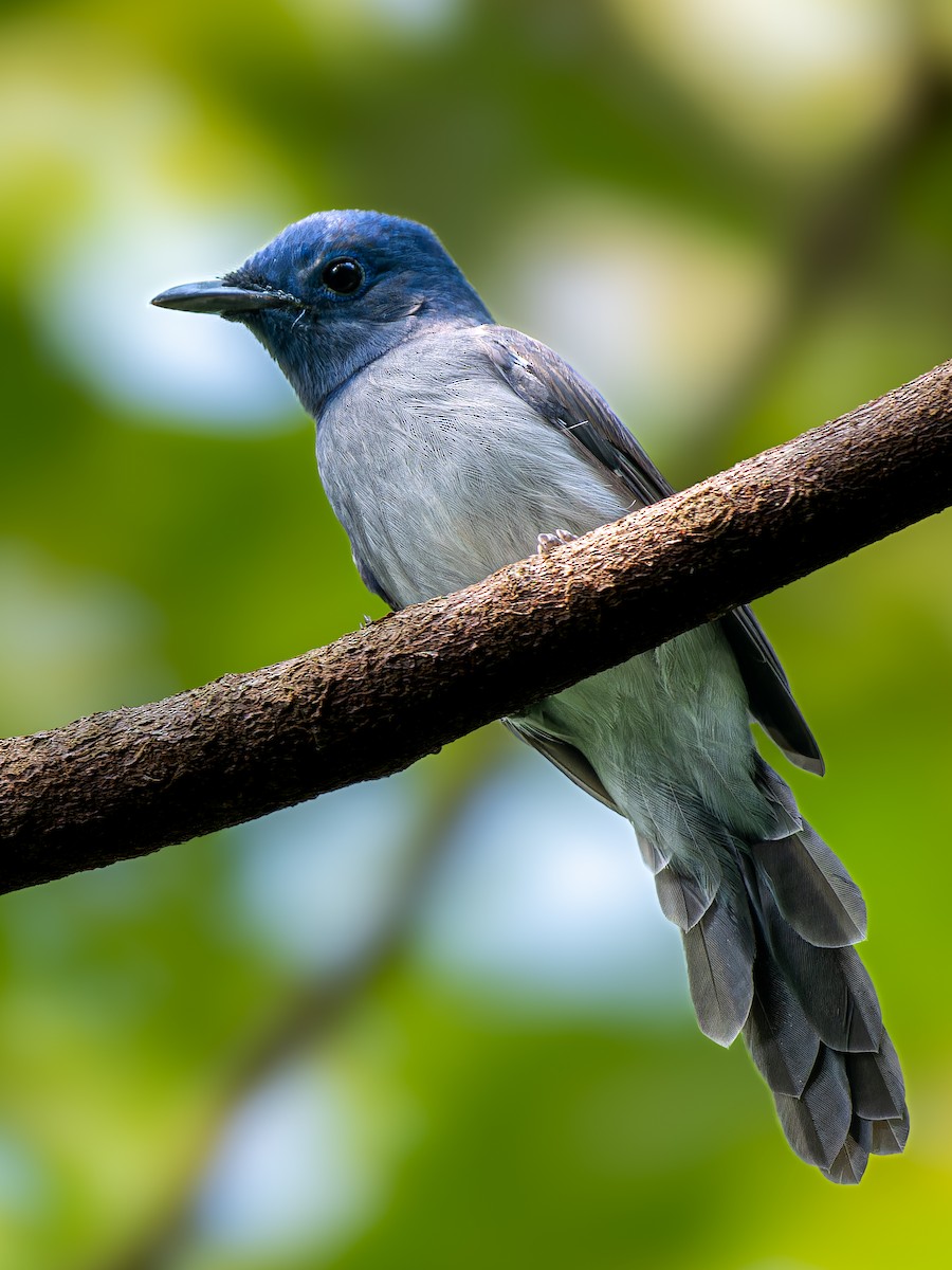 Black-naped Monarch - ML623284808