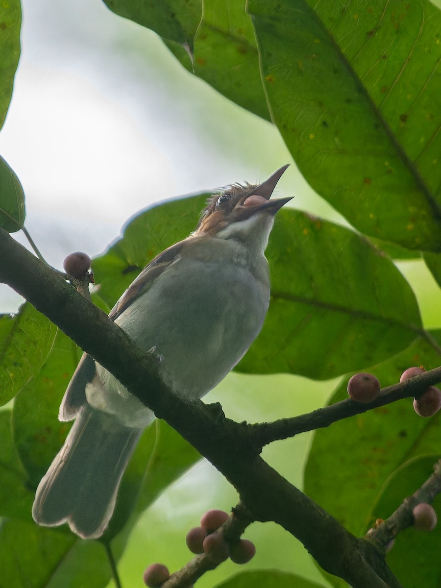 Chestnut Bulbul - ML623284814