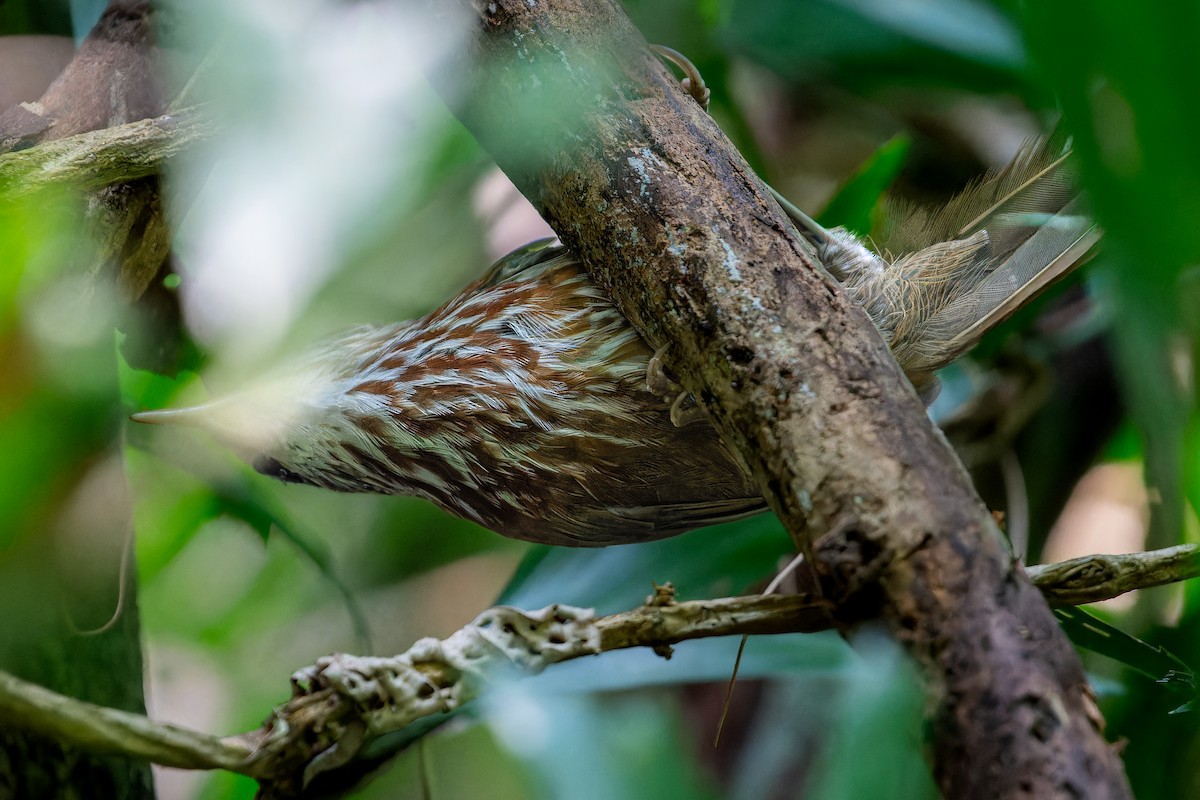 Streak-breasted Scimitar-Babbler - ML623284825