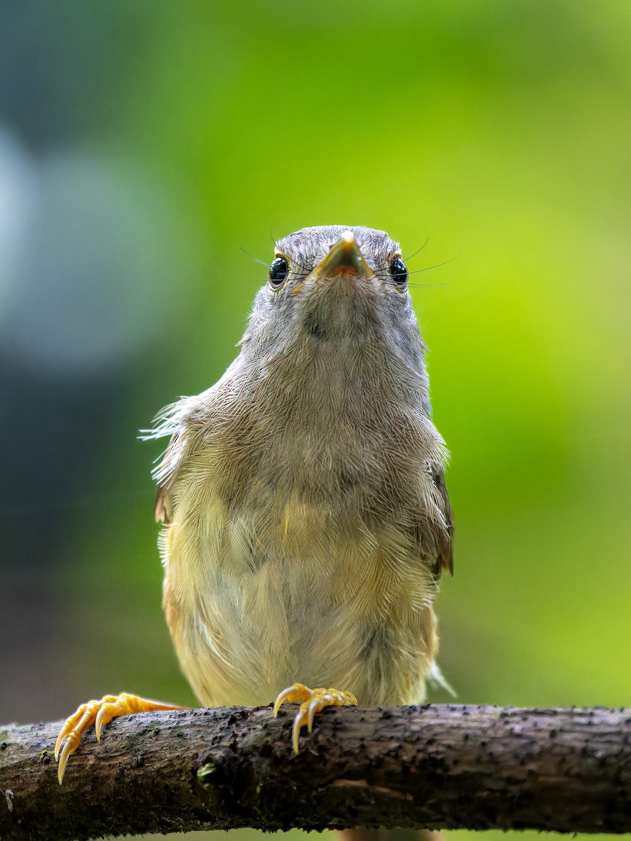 Huet's Fulvetta - Jimmy Wen