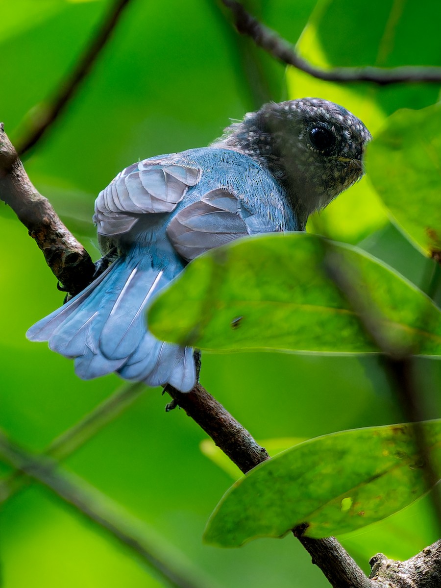 Verditer Flycatcher - ML623284835