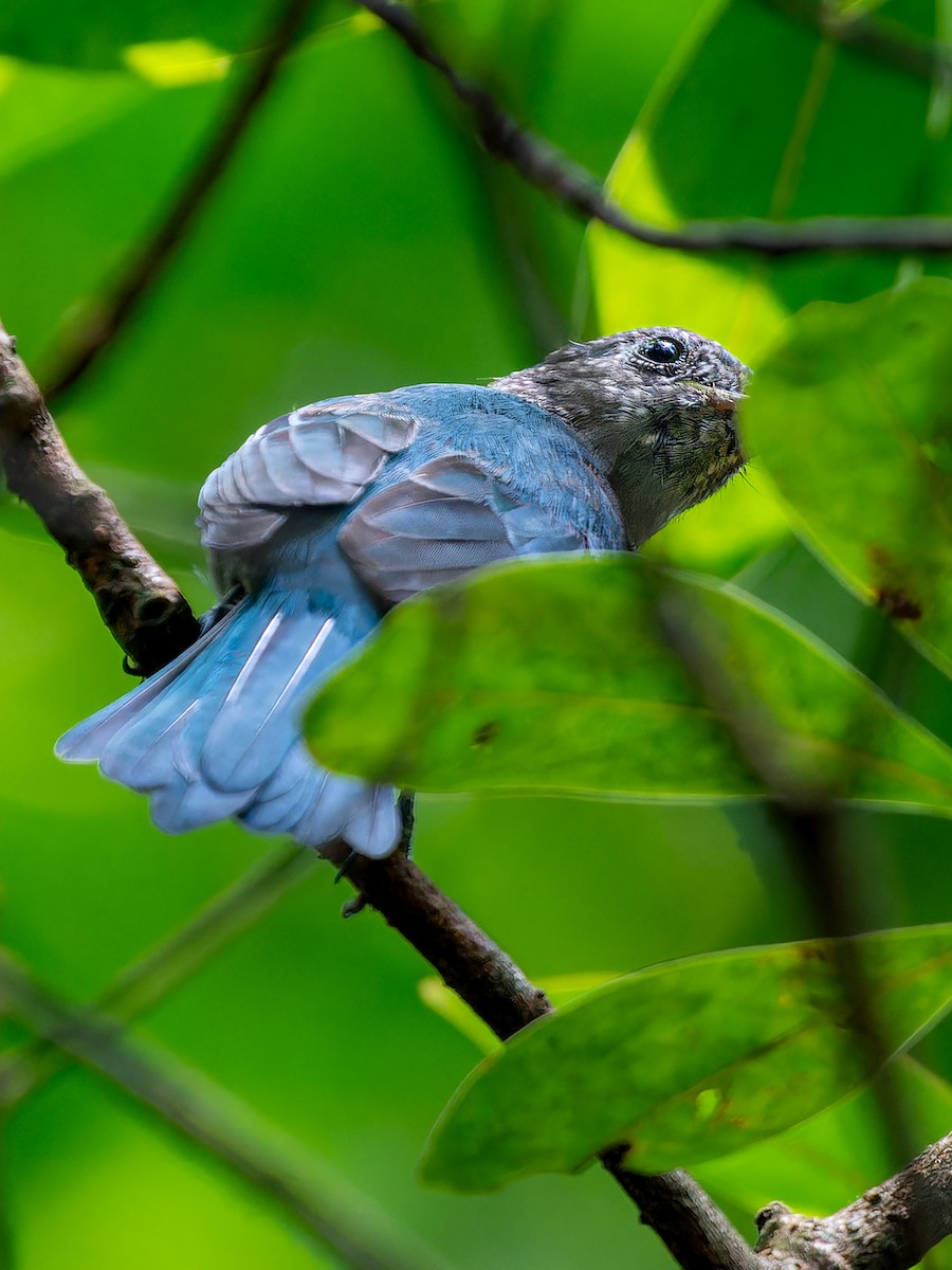 Verditer Flycatcher - ML623284841