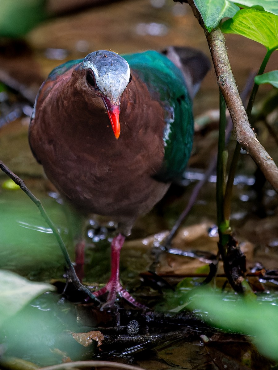 Asian Emerald Dove - ML623284852