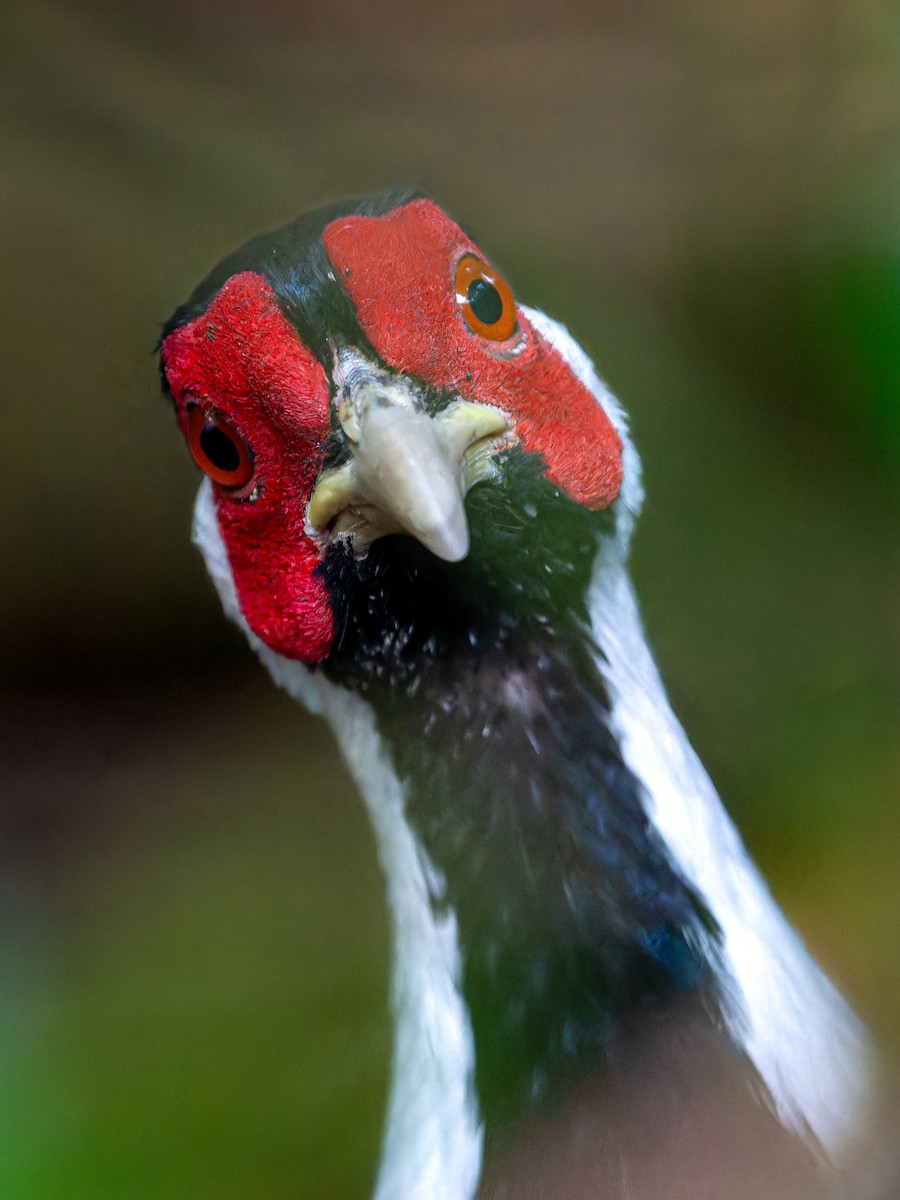 Silver Pheasant - ML623284856