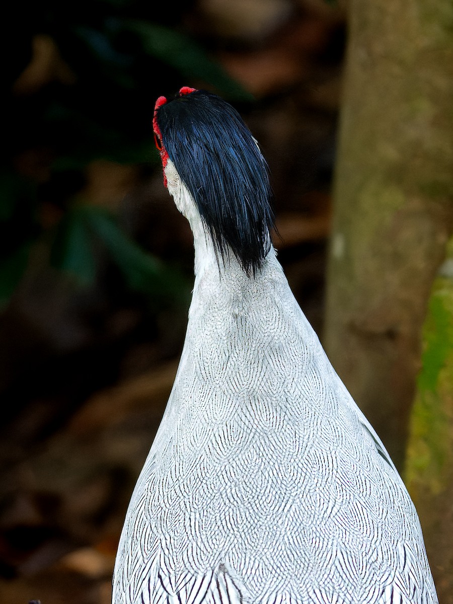 ハッカン - ML623284859