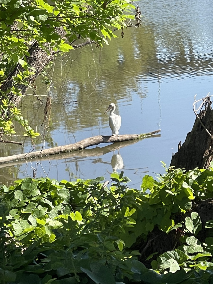 American White Pelican - ML623284887