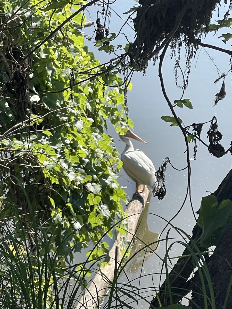 American White Pelican - ML623284888