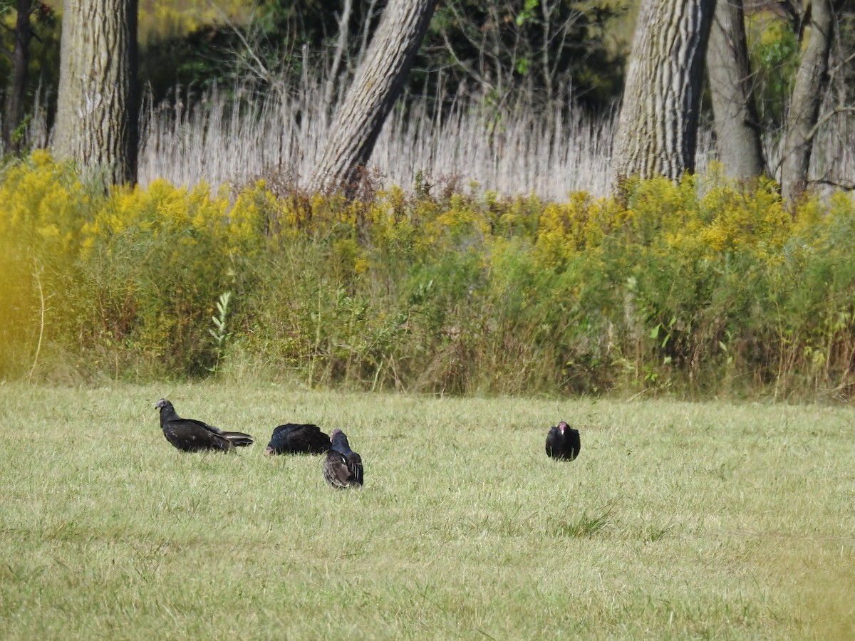 Turkey Vulture - ML623284917