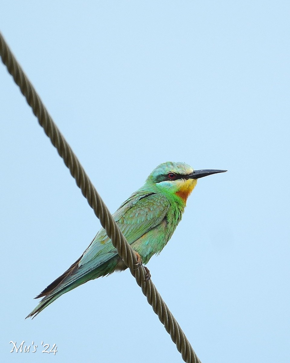 Blue-cheeked Bee-eater - ML623284935