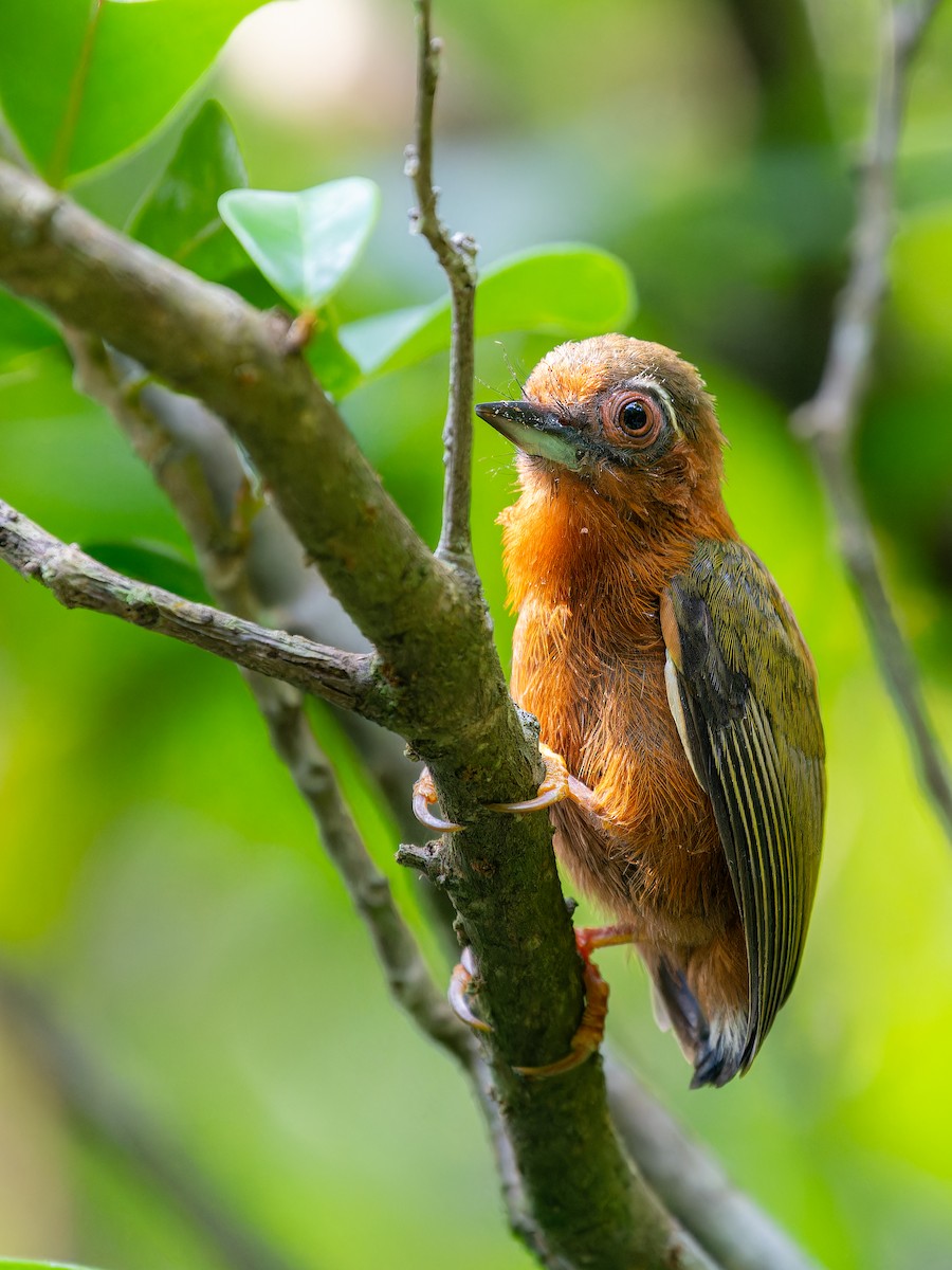 White-browed Piculet - ML623284978
