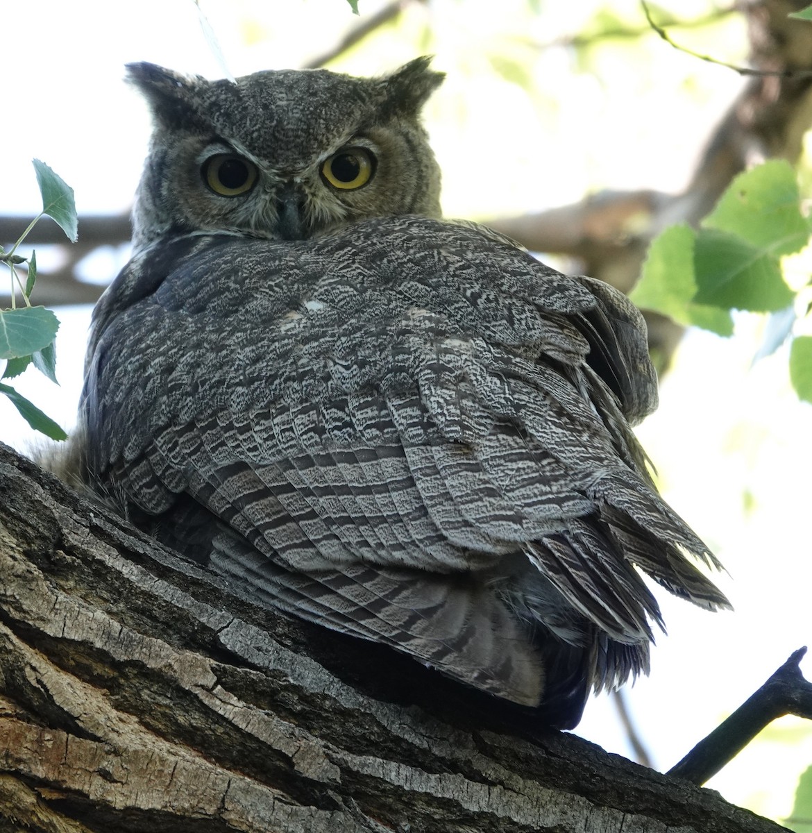 Great Horned Owl - ML623284984