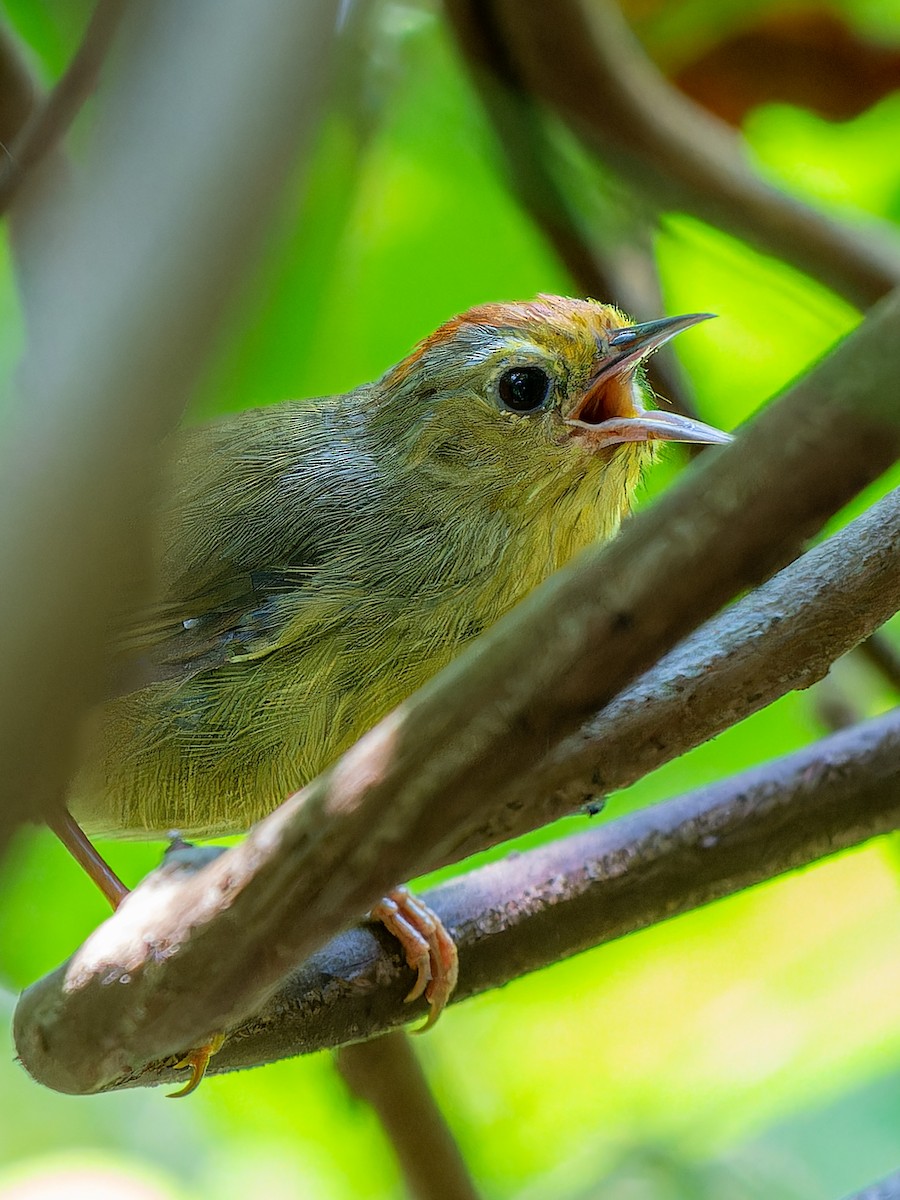 Rufous-capped Babbler - ML623284986