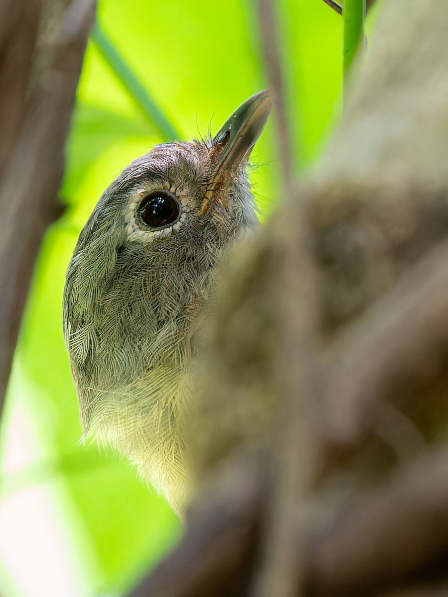 Huet's Fulvetta - ML623284988