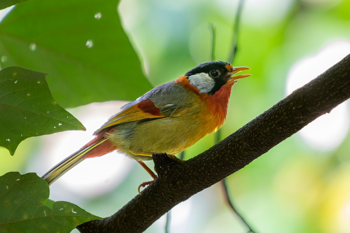 Silver-eared Mesia - ML623284996