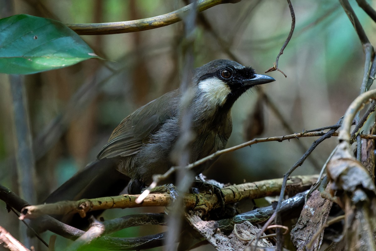 Black-throated Laughingthrush - Jimmy Wen