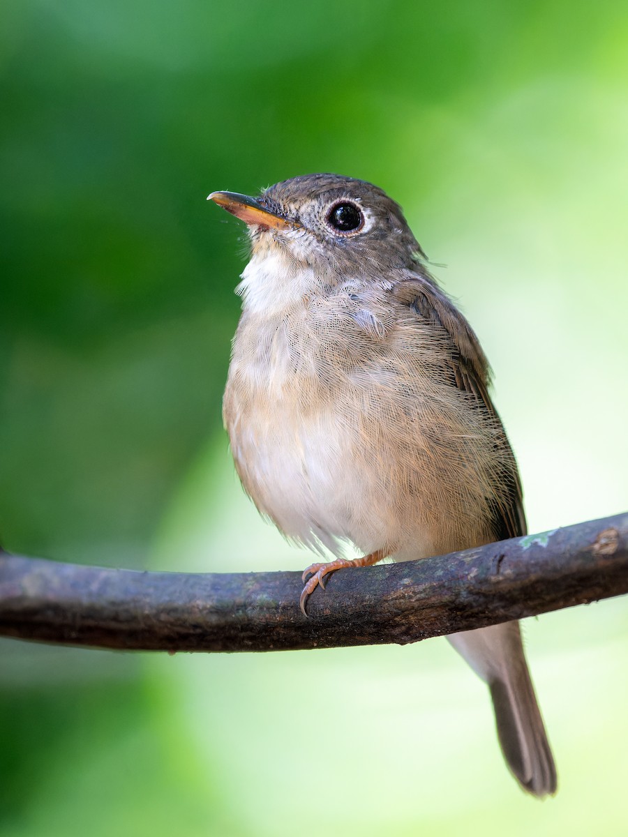 Brown-breasted Flycatcher - ML623285002