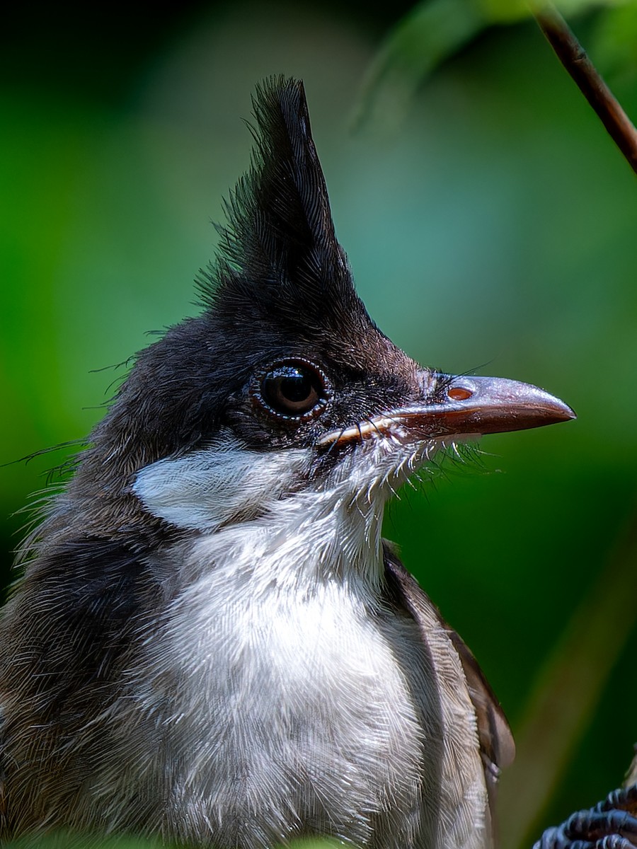 Red-whiskered Bulbul - ML623285008