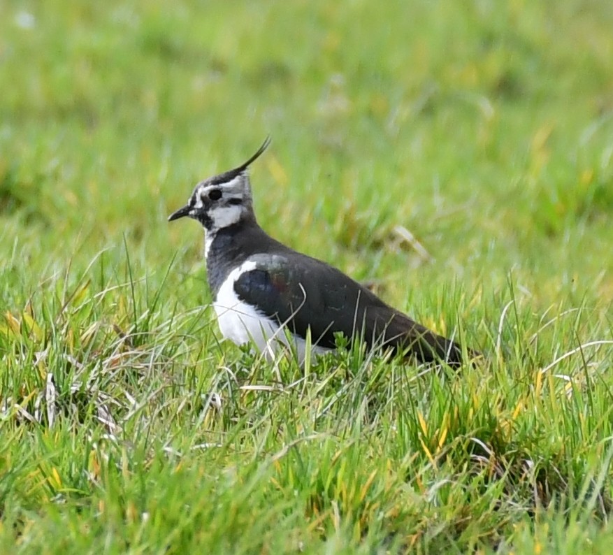 Northern Lapwing - Hildi Steibl