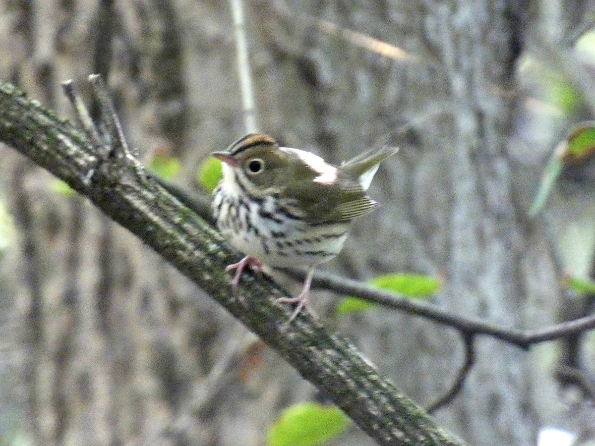 Ovenbird - ML623285070