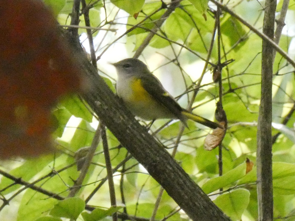 American Redstart - ML623285080